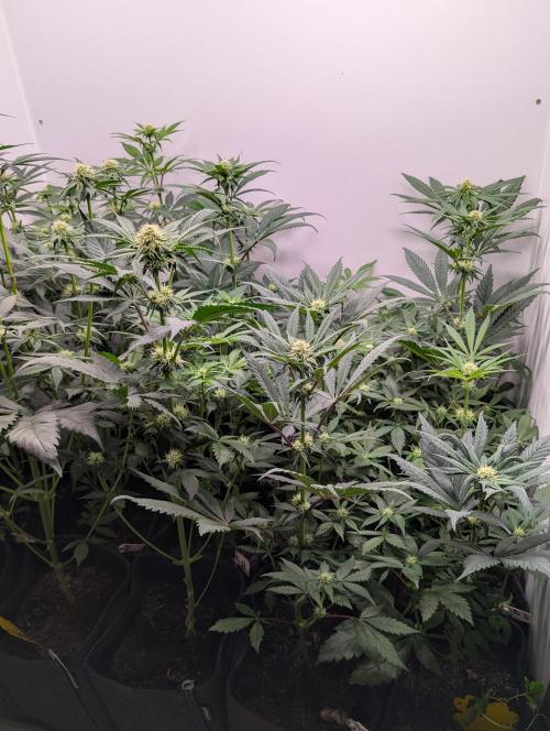 Mini Pheno hunt, 20 seeds in living soil. Week 6 - OB's