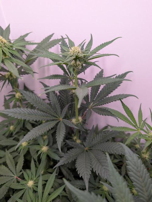 Mini Pheno hunt, 20 seeds in living soil. Week 6