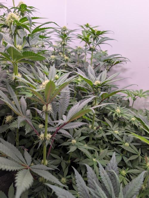 Mini Pheno hunt, 20 seeds in living soil. Week 6