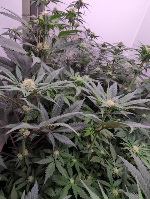 Mini Pheno hunt, 20 seeds in living soil. Week 6 - OB sisters