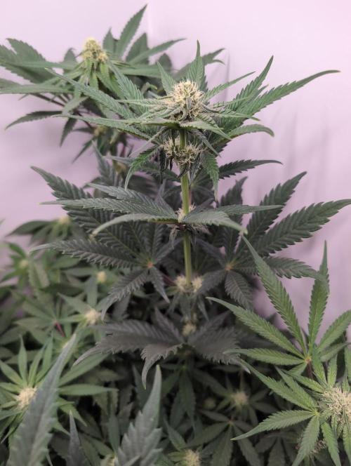 Mini Pheno hunt, 20 seeds in living soil. Week 6 - OB