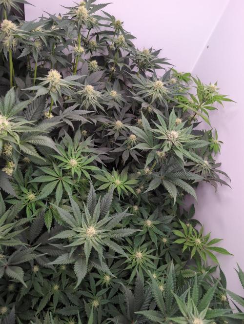 Mini Pheno hunt, 20 seeds in living soil. Week 6 - The gang
