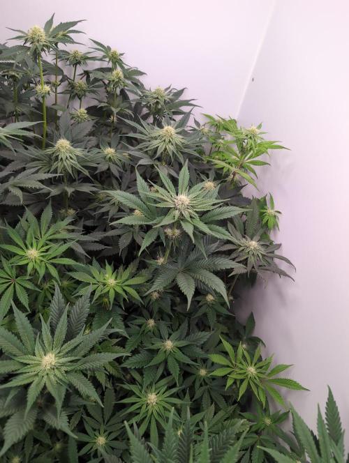 Mini Pheno hunt, 20 seeds in living soil. Week 6 - The gang