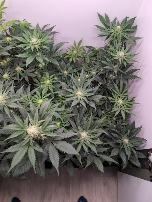 Mini Pheno hunt, 20 seeds in living soil. Week 6 - Orange buds
