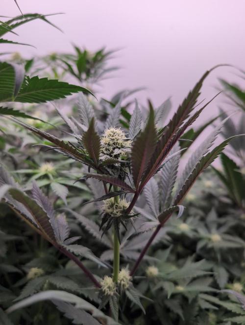 Mini Pheno hunt, 20 seeds in living soil. Week 6 - OB ♥️