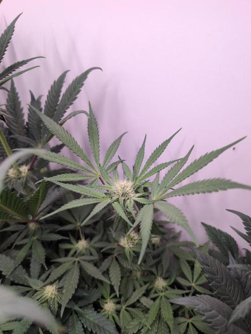 Mini Pheno hunt, 20 seeds in living soil. Week 6 - One of my favorite OB's. Lovely tropical funk