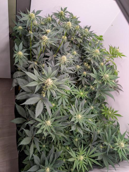 Mini Pheno hunt, 20 seeds in living soil. Week 6 - The gang