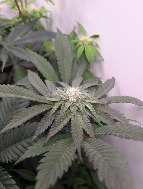 Mini Pheno hunt, 20 seeds in living soil. Week 6 - Shortest quickest orange bud