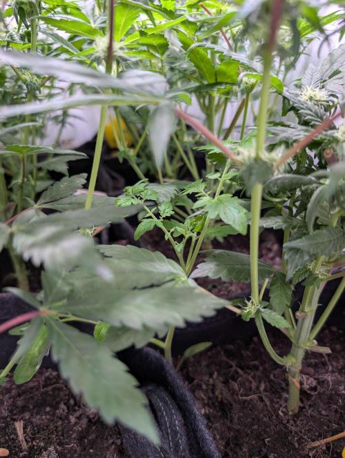 Mini Pheno hunt, 20 seeds in living soil. Week 6 - Tomato