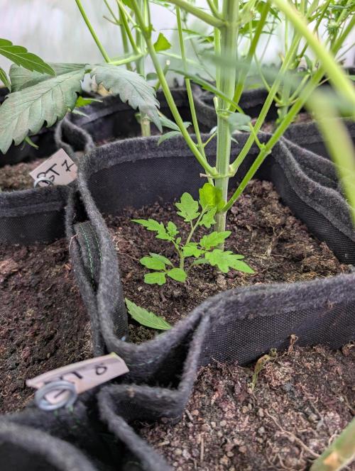 Mini Pheno hunt, 20 seeds in living soil. Week 6 - Tomato