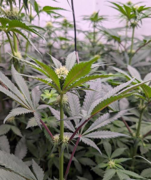 Mini Pheno hunt, 20 seeds in living soil. Week 7