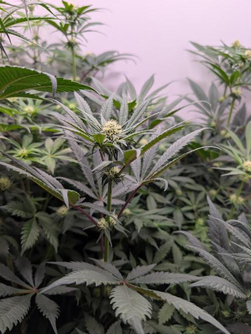 Mini Pheno hunt, 20 seeds in living soil. Week 7