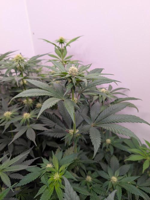 Mini Pheno hunt, 20 seeds in living soil. Week 7