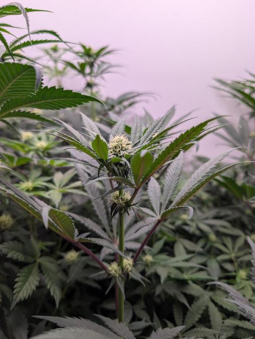 Mini Pheno hunt, 20 seeds in living soil. Week 7