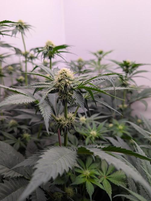 Mini Pheno hunt, 20 seeds in living soil. Week 7