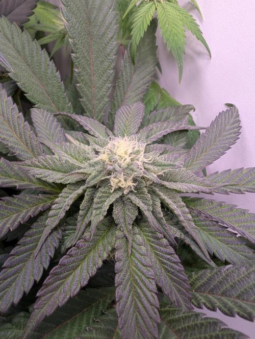 Mini Pheno hunt, 20 seeds in living soil. Week 7 - Super early purple punch leaning pheno