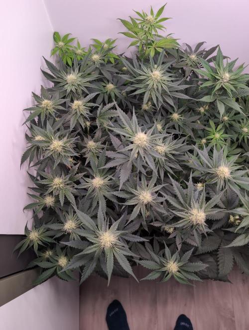 Mini Pheno hunt, 20 seeds in living soil. Week 7