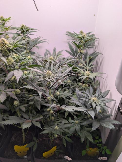 Mini Pheno hunt, 20 seeds in living soil. Week 8