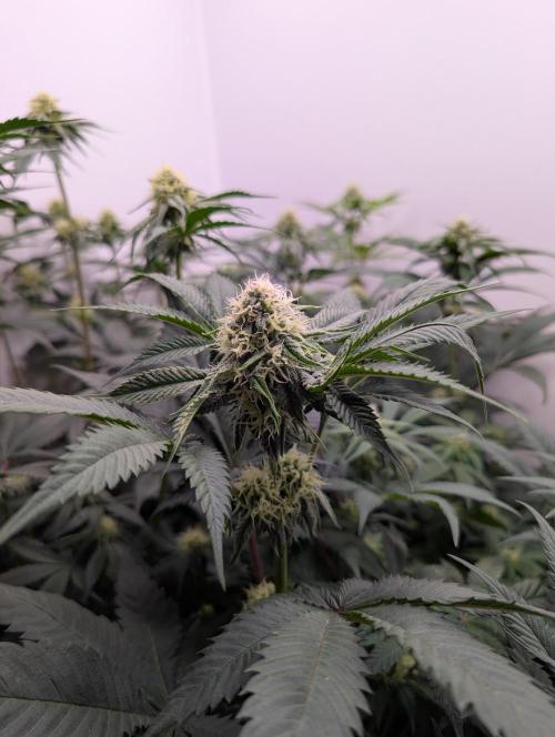Mini Pheno hunt, 20 seeds in living soil. Week 8