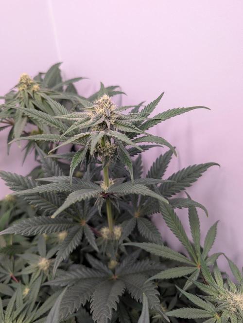 Mini Pheno hunt, 20 seeds in living soil. Week 8