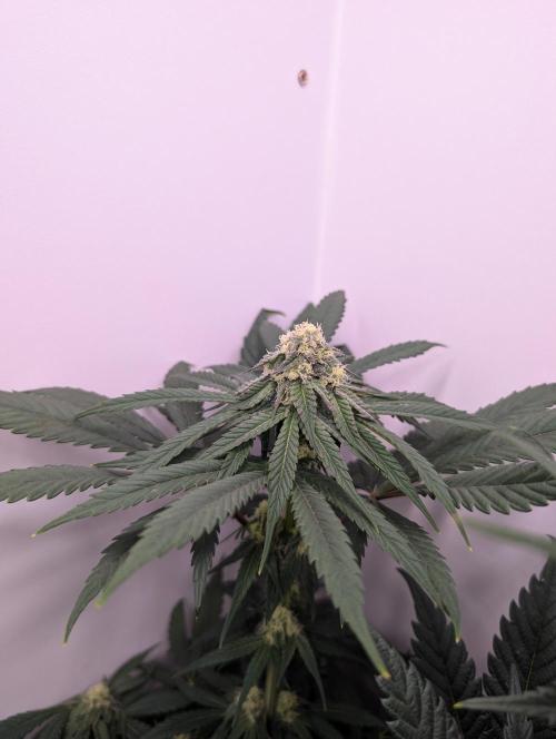 Mini Pheno hunt, 20 seeds in living soil. Week 8