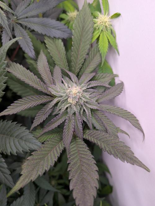 Mini Pheno hunt, 20 seeds in living soil. Week 8