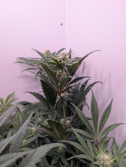 Mini Pheno hunt, 20 seeds in living soil. Week 8