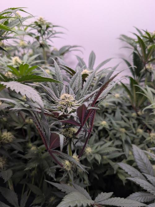 Mini Pheno hunt, 20 seeds in living soil. Week 8