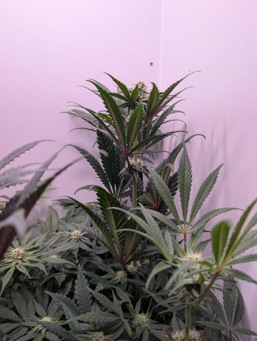 Mini Pheno hunt, 20 seeds in living soil. Week 8