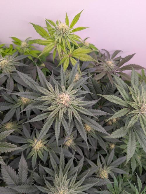 Mini Pheno hunt, 20 seeds in living soil. Week 8
