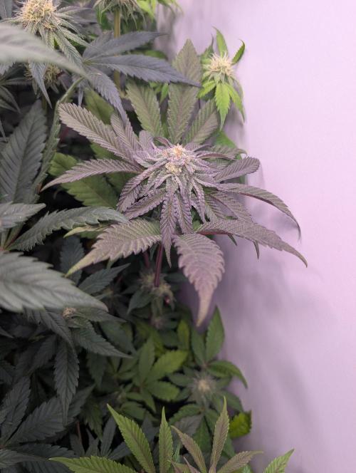 Mini Pheno hunt, 20 seeds in living soil. Week 8