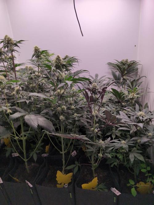 Mini Pheno hunt, 20 seeds in living soil. Week 8