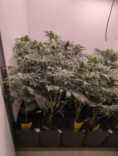 Mini Pheno hunt, 20 seeds in living soil. Week 8