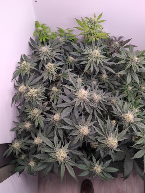 Mini Pheno hunt, 20 seeds in living soil. Week 8