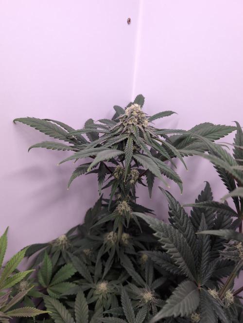 Mini Pheno hunt, 20 seeds in living soil. Week 9 - Orange Bud 1