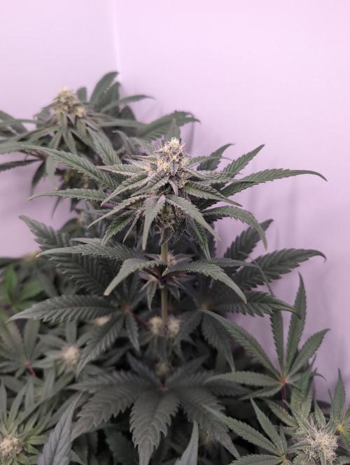 Mini Pheno hunt, 20 seeds in living soil. Week 9 - Orange bud 2