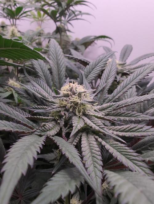 Mini Pheno hunt, 20 seeds in living soil. Week 9 - Orange bud 7