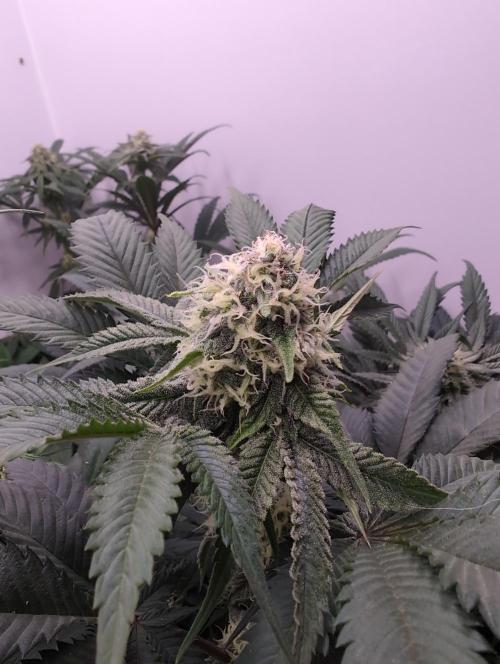 Mini Pheno hunt, 20 seeds in living soil. Week 9 - Bermuda Triangle 1