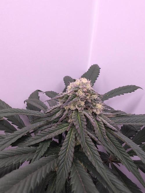 Mini Pheno hunt, 20 seeds in living soil. Week 9 - Orange Bud 1. Something about thise one...