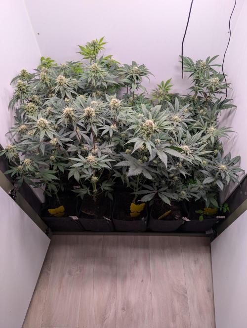 Mini Pheno hunt, 20 seeds in living soil. Week 9 - The gang