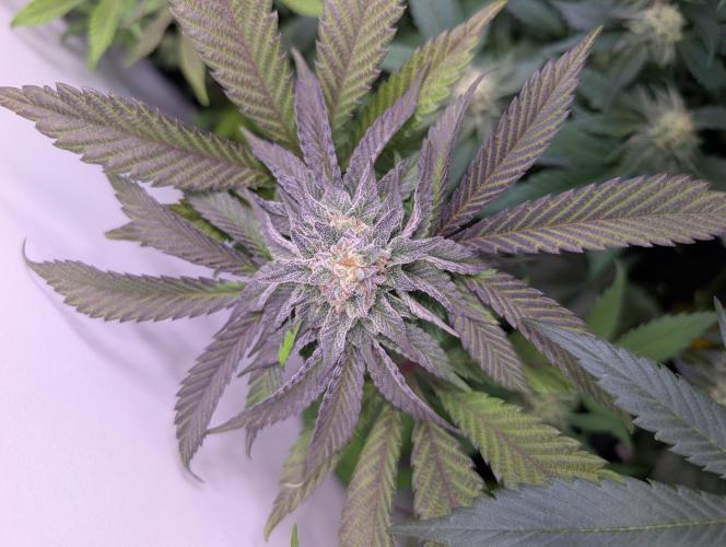 Mini Pheno hunt, 20 seeds in living soil. Week 9
