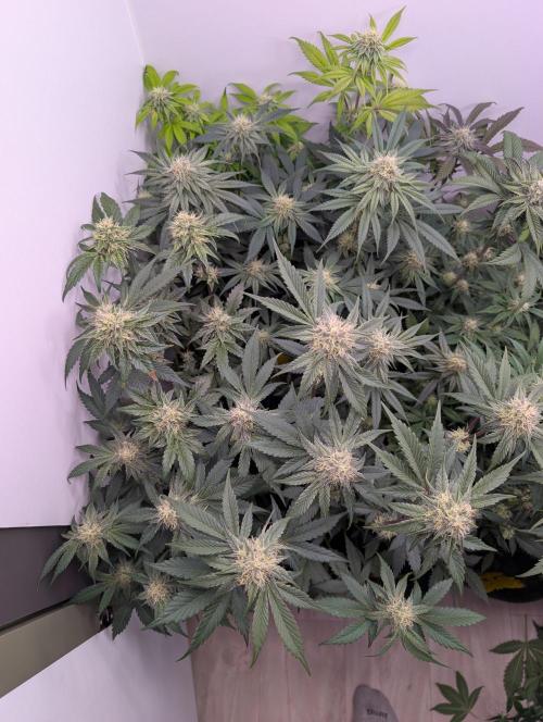 Mini Pheno hunt, 20 seeds in living soil. Week 9 - Bermuda's
