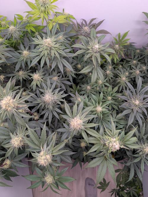 Mini Pheno hunt, 20 seeds in living soil. Week 9 - Middle