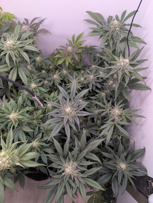 Mini Pheno hunt, 20 seeds in living soil. Week 9 - OB's