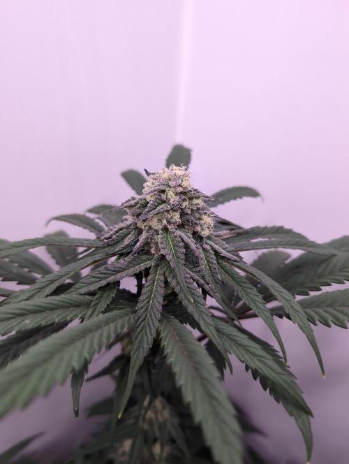 Mini Pheno hunt, 20 seeds in living soil. Week 9 - OB1