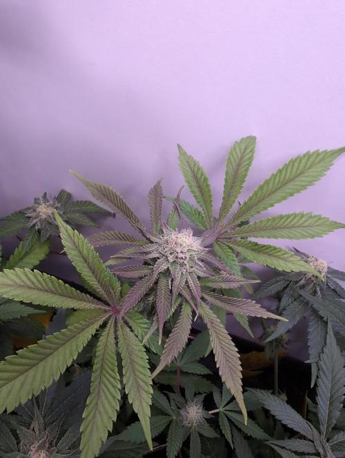 Mini Pheno hunt, 20 seeds in living soil. Week 9 - Another fast OB