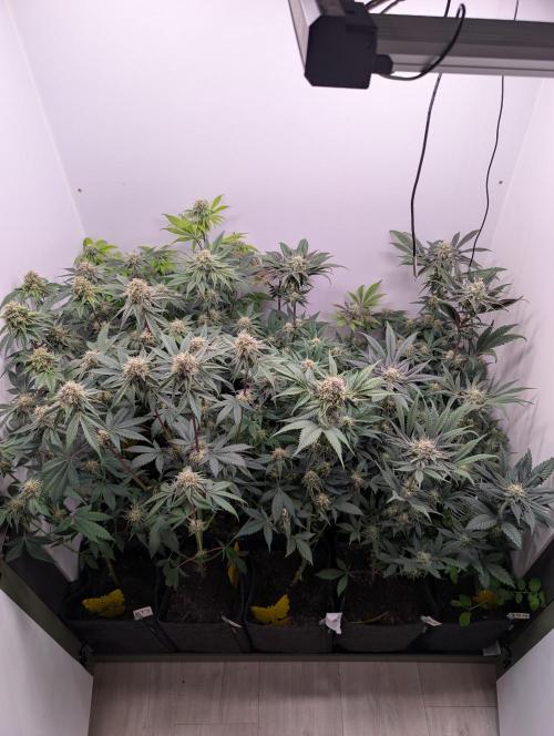 Mini Pheno hunt, 20 seeds in living soil. Week 10