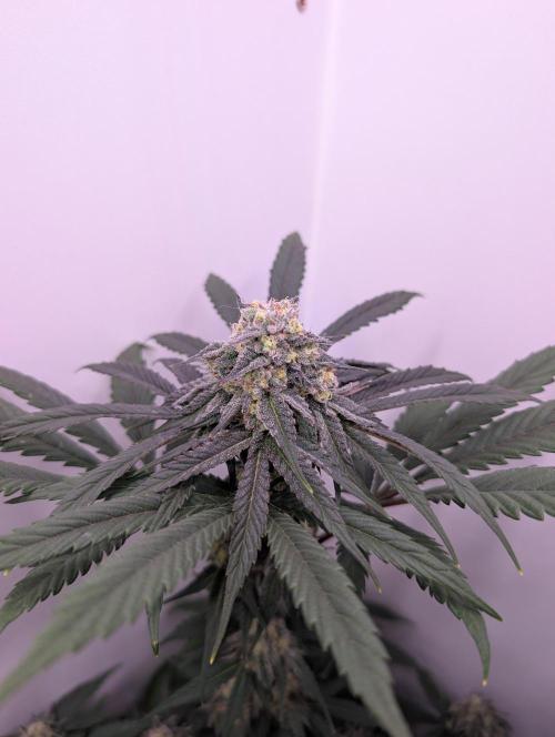 Mini Pheno hunt, 20 seeds in living soil. Week 10 - Ob1