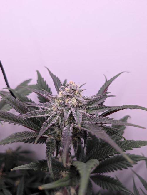 Mini Pheno hunt, 20 seeds in living soil. Week 10 - Ob2