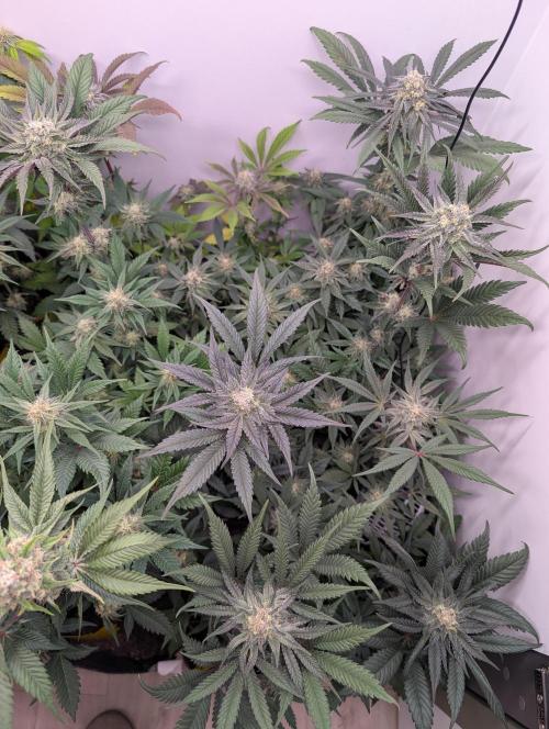 Mini Pheno hunt, 20 seeds in living soil. Week 10 - Orange buds